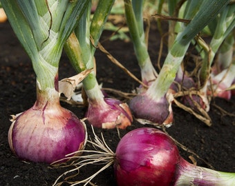 Red Onion Organic Seeds - Heirloom, Open Pollinated, Non GMO - Grow Indoors, Outdoors, In Pots, Grow Beds, Soil, Hydroponics & Aquaponics