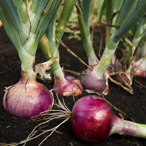 Red Onion Organic Seeds - Heirloom, Open Pollinated, Non GMO - Grow Indoors, Outdoors, In Pots, Grow Beds, Soil, Hydroponics & Aquaponics