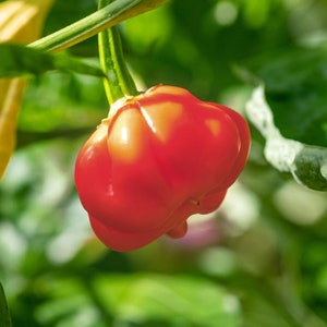May include: A bright red, bell-shaped pepper hanging from a green stem. The pepper has a wrinkled texture and is surrounded by green foliage.