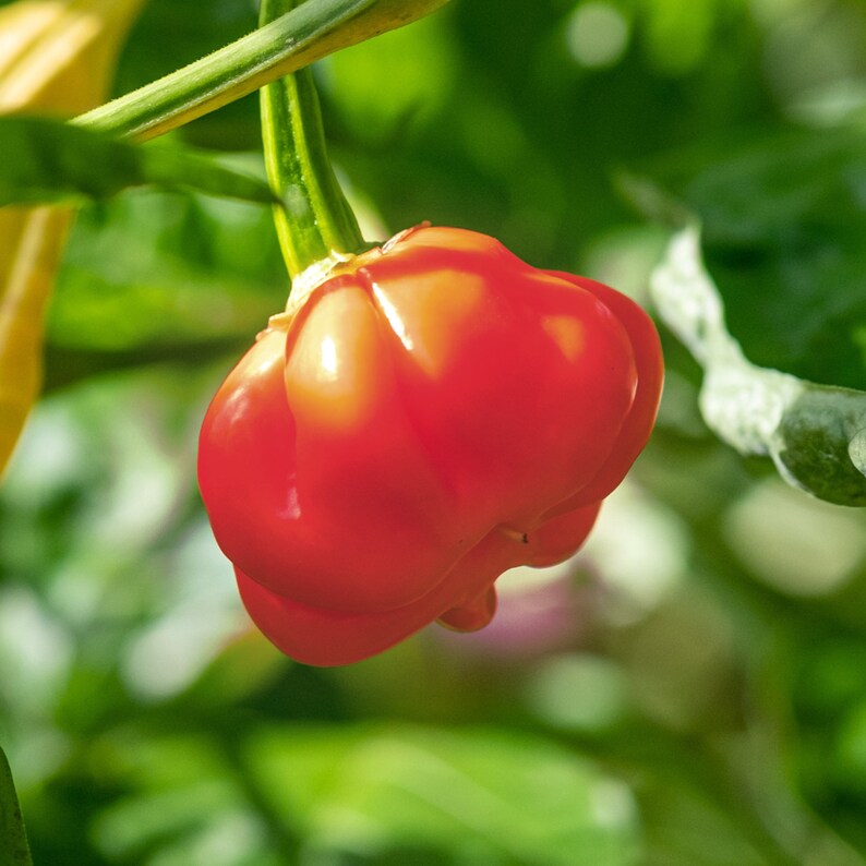 May include: A bright red, bell-shaped pepper hanging from a green stem. The pepper has a wrinkled texture and is surrounded by green foliage.