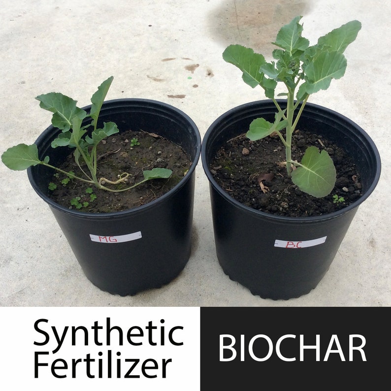 Peut inclure: Deux pots noirs avec des plantes qui poussent dedans. La plante de gauche est &eacute;tiquet&eacute;e "MG" et la plante de droite est &eacute;tiquet&eacute;e "BC". Le texte sous les pots indique "Engrais synth&eacute;tique" et "BIOCHAR".