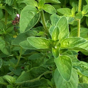 May include: Close-up of a green oregano plant with small pink flowers. The plant has many leaves and stems.