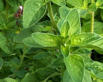 Semillas de orégano italiano - Orgánicas, de variedad tradicional, de polinización abierta, sin OMG - Para cultivo en interiores, exteriores, macetas, camas de cultivo, tierra, hidroponía y acuaponía.