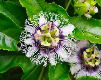 Passion Fruit Organic Seeds - Heirloom, Non GMO - Grow Indoors, Outdoors, In Pots, Grow Beds, Soil, Hydroponics & Aquaponics