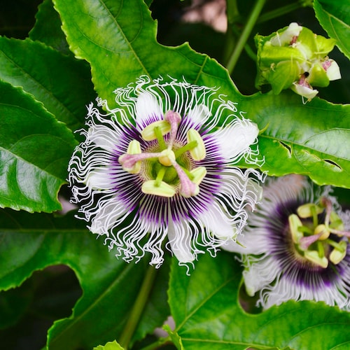 Passion Fruit Organic Seeds - Heirloom, Non GMO - Grow Indoors, Outdoors, In Pots, Grow Beds, Soil, Hydroponics & Aquaponics