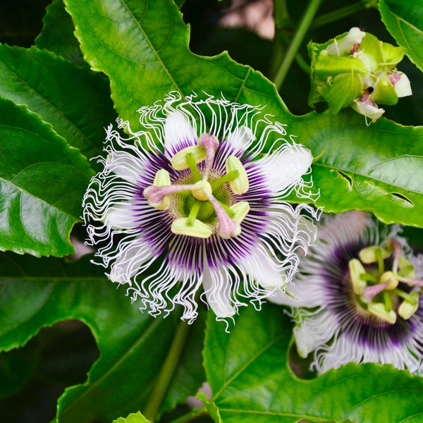 Semillas orgánicas de maracuyá - Heirloom, Non GMO - Crecer en interiores, exteriores, en macetas, camas de cultivo, suelo, hidroponía y acuaponía