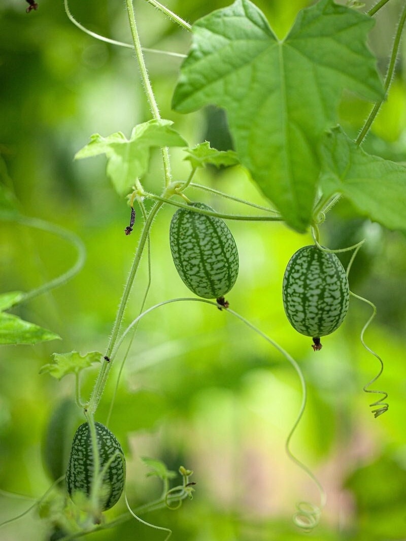 Cucamelon Seeds - Heirloom, Open Pollinated, Non GMO - Grow Indoors, Outdoors, In Pots, Grow Beds, Soil, Hydroponics & Aquaponics