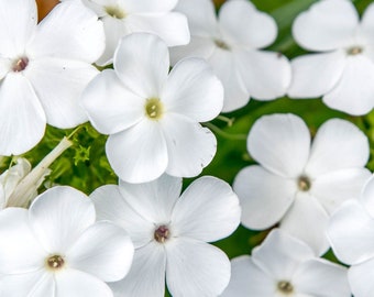 May include: Close-up of white flowers with five petals each. The flowers have a yellow center and are surrounded by green foliage. The petals are smooth and slightly curved, creating a delicate and elegant appearance. The image is well-lit, highlighting the details of the flowers.