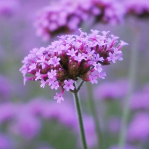 Verbena Purpletop Blumensamen - Wachsen Sie wunderschöne Blumen drinnen, draußen, in Töpfen, Zuchtbeeten, Erde, Hydroponik & Aquaponik