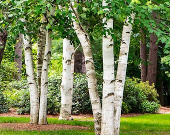 Paper Birch Tree Seeds - Heirloom, Open Pollinated, Non GMO - Grow Outdoors, In Pots, Grow Beds, Soil, Hydroponics & Aquaponics