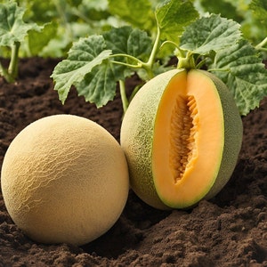 Cantaloupe Seeds - Organic, Heirloom, Open Pollinated, Non GMO - Grow Indoors, Outdoors, In Pots, Grow Beds, Soil, Hydroponics & Aquaponics