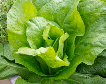 Endive Seeds - Organic, Heirloom, Open Pollinated, Non GMO - Grow Indoors, Outdoors, In Grow Beds, Soil, Hydroponics, Aquaponics