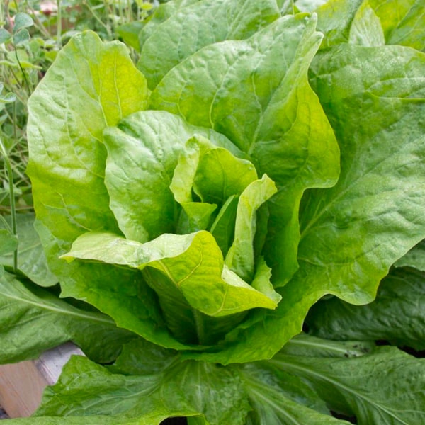 Endive Sugar Loaf Organic Seeds - Heirloom, Open Pollinated, Non GMO - Grow Indoors, Outdoors, In Grow Beds, Soil, Hydroponics, Aquaponics