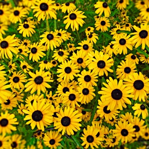 May include: A vibrant field of yellow Black-Eyed Susan flowers with dark brown centers. The flowers are in full bloom, with their petals spread wide, creating a dense, textured pattern against a backdrop of green foliage. The image is a close-up, showcasing the details of the flowers.