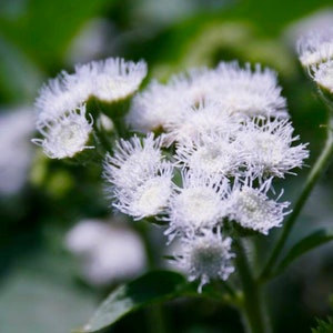 Puede incluir: Primer plano de flores blancas y esponjosas con un aspecto suave y texturizado. Las flores están agrupadas, con algunas hojas verdes en el fondo. La imagen tiene poca profundidad de campo.