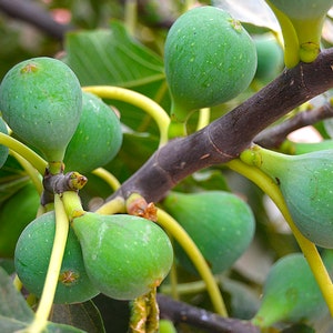 May include: Close-up of a fig tree branch with several unripe green figs. The figs are pear-shaped and attached to the branch by small stems. The tree's leaves are visible in the background, with a mix of green and yellow hues.