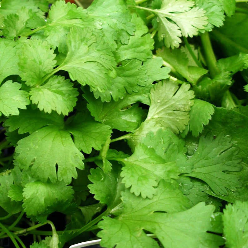 Puede incluir: Primer plano de hojas frescas de cilantro verde. Las hojas est&aacute;n dispuestas en un racimo, mostrando su textura delicada y su color vibrante.