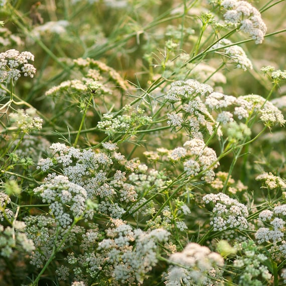 Cumin Seeds - Organic, Heirloom, Open Pollinated, Non GMO - Grow Indoors, Outdoors, In Pots, Grow Beds, Soil, Hydroponics, Aquaponics