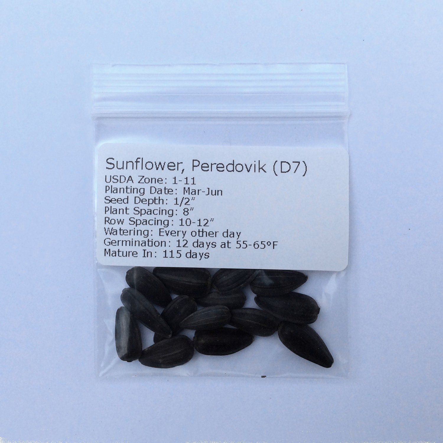 Sunflower Peredovik Organic Seeds Heirloom Open Pollinated Etsy