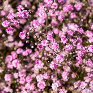 Semillas de flor de aliento de bebé: cultive hermosas flores en interiores, exteriores, macetas, camas de cultivo, tierra, hidroponía y acuaponía.