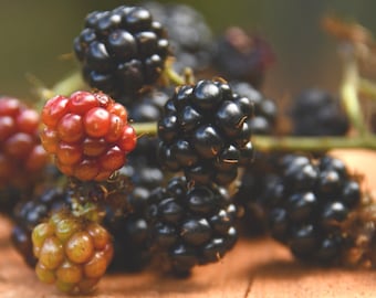Blackberry Seeds - Organic, Heirloom, Open Pollinated, Non GMO - Grow Indoors, Outdoors, In Pots, Grow Beds, Soil, Hydroponics & Aquaponics