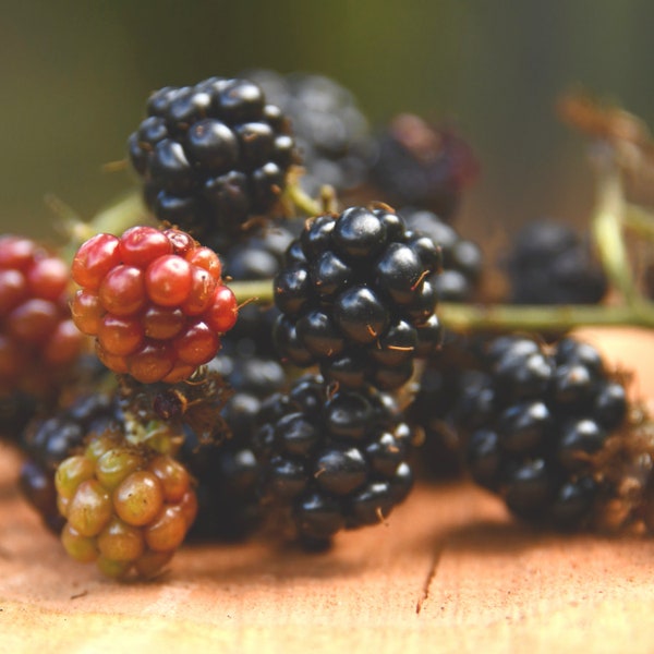 Brombeer-Bio-Samen – Erbstück, offen bestäubt, gentechnikfrei – wachsen drinnen, draußen, in Töpfen, Wachstumsbeeten, Erde, Hydrokultur und Aquaponik