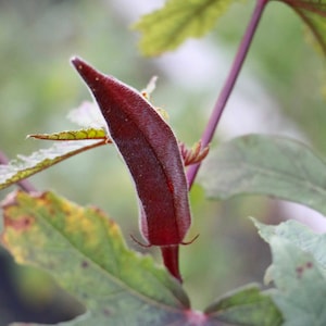 Op de afbeelding: Een close-up van een dieprode okra-peul die groeit op een plant met groene bladeren.