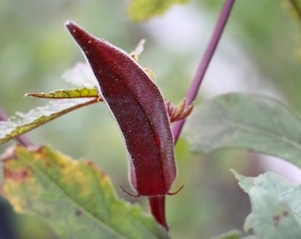 Red Okra Seeds - Organic, Heirloom, Open Pollinated, Non GMO - Grow Indoors, Outdoors, In Pots, Grow Beds, Soil, Hydroponics & Aquaponics