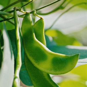 Limabönsfrön - Ekologiska, arvsgods, öppet pollinerade, icke-GMO - Odla inomhus, utomhus, i krukor, odlingsbäddar, jord, hydroponik och akvaponik