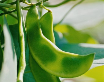 Lima Beans Seeds - Organic, Heirloom, Open Pollinated, Non GMO - Grow Indoors, Outdoors, In Pots, Grow Beds, Soil, Hydroponics & Aquaponics