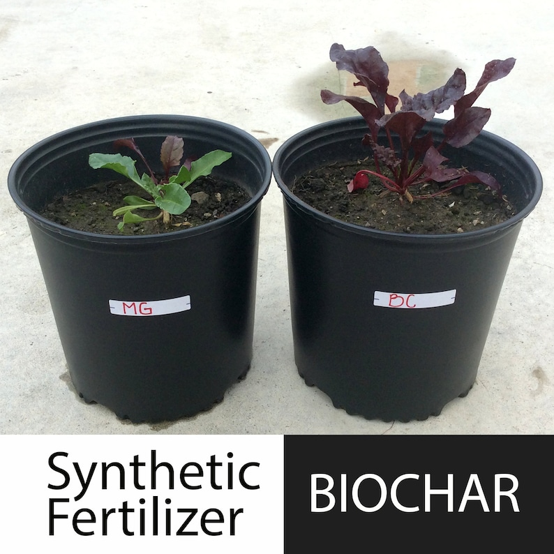 Peut inclure: Deux pots noirs avec des plantes qui poussent dedans. Le pot de gauche est &eacute;tiquet&eacute; "MG" et le pot de droite est &eacute;tiquet&eacute; "BC". La plante dans le pot de gauche a des feuilles vertes et la plante dans le pot de droite a des feuilles rouges. Le texte sous les pots indique "Engrais synth&eacute;tique" et "BIOCHAR".