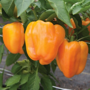May include: Close-up of four bright orange bell peppers hanging on a vine. The peppers are smooth and glossy, with a slightly pointed shape.