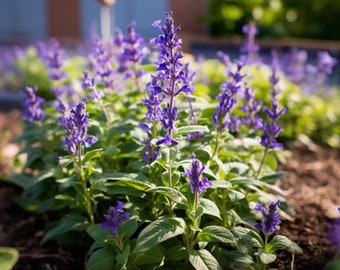 Semillas de esclarea - Orgánicas, tradicionales, de polinización abierta, sin OMG - Cultivo en interior, exterior, macetas, camas de cultivo, suelo, hidroponía y acuaponía