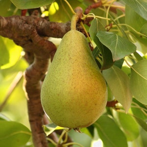 Pear Seeds - Organic, Heirloom, Open Pollinated, Non GMO