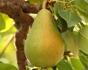 Pear Seeds - Organic, Heirloom, Open Pollinated, Non GMO