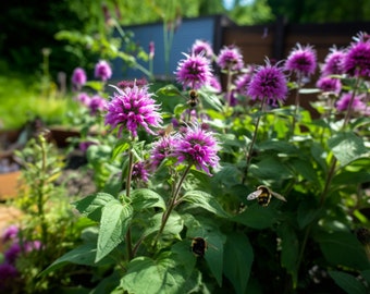 Lemon Bee Balm Flower Seeds - Grow Beautiful Flowers Indoors, Outdoors, In Pots, Grow Beds, Soil, Hydroponics & Aquaponics