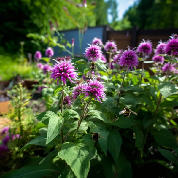 Semillas de flores de bálsamo de abeja y limón: cultive hermosas flores en interiores, exteriores, en macetas, camas de cultivo, tierra, hidroponía y acuaponía