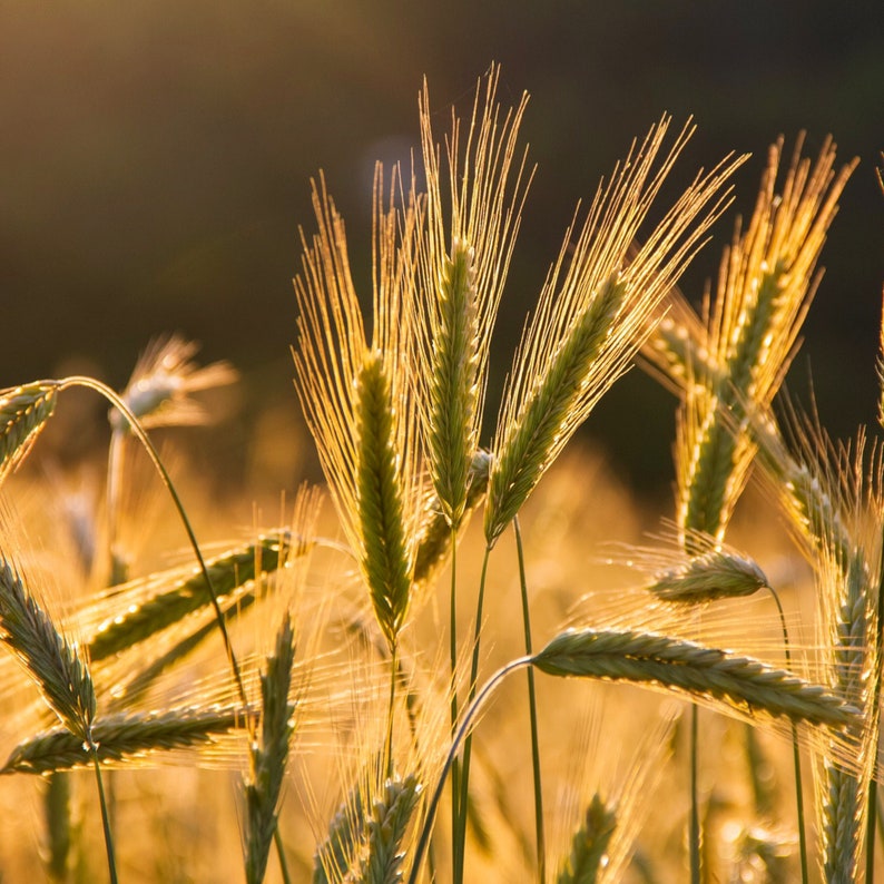 May include: Close-up of golden wheat stalks in a field at sunset. The stalks are backlit by the sun, creating a warm glow.
