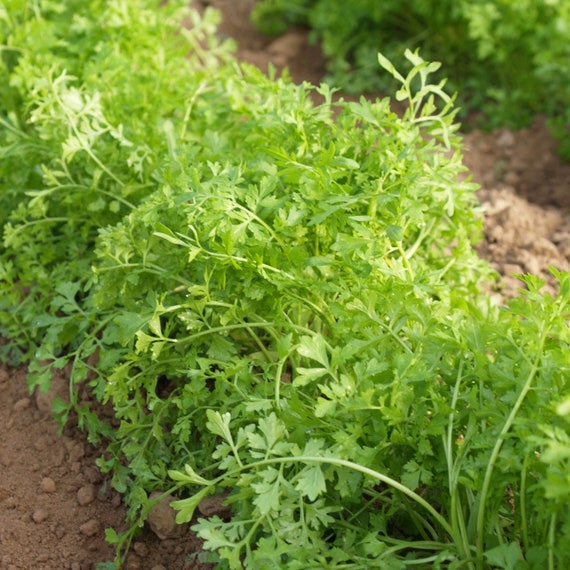 Curled Cress Seeds Organic 