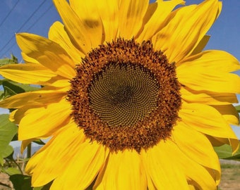 Sunflower Peredovik Seeds - Organic, Heirloom, Open Pollinated, Non GMO - Grow Indoor, Outdoor, In Grow Beds, Soil, Hydroponics & Aquaponics