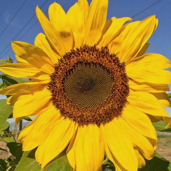 Sunflower Peredovik Organic Seeds - Heirloom, Open Pollinated, Non GMO - Grow Indoor, Outdoor, In Grow Beds, Soil, Hydroponics & Aquaponics