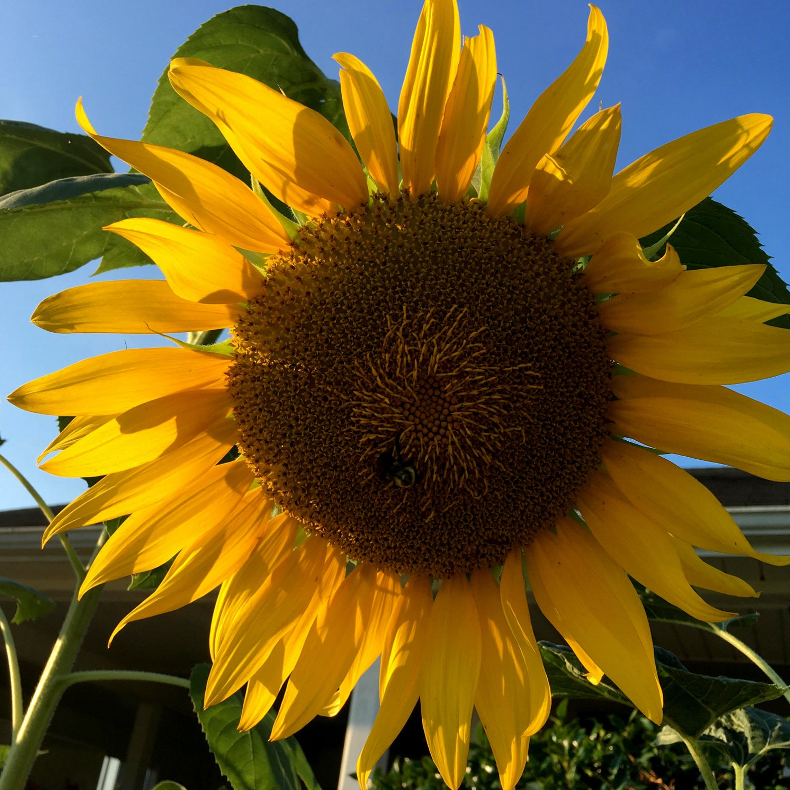 Sunflower Mammoth Organic Seeds Heirloom Open Pollinated Etsy