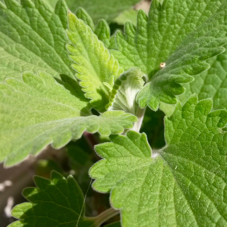 Catnip Herb Seeds Heirloom Non GMO Grow Indoors Etsy