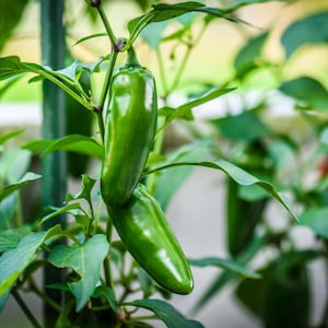 Pepper Jalapeño Organic Seeds - Heirloom, Open Pollinated, Non GMO - Grow Indoors, Outdoors, Pots, Grow Beds, Soil, Hydroponics & Aquaponics