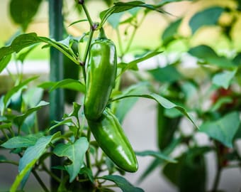 Peper Jalapeño Biologische Zaden - Heirloom, Open Bestoven, Niet-GMO - Binnenshuis, Buitenshuis, Potten, Kweekbedden, Bodem, Hydrocultuur & Aquaponics