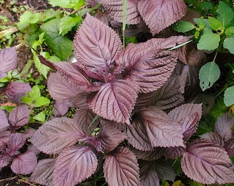 Semillas de Shiso Morado - Orgánicas, Variedad Tradicional, Polinización Abierta, Sin OMG - Cultivo en Interiores, Exteriores, en Macetas, Camas de Cultivo, Hidroponía, Acuaponía