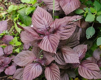 Purple Shiso Herb Organic Seeds - Heirloom, Open Pollinated, Non GMO - Grow Indoors, Outdoors, In Pots, Grow Beds, Hydroponics, Aquaponics