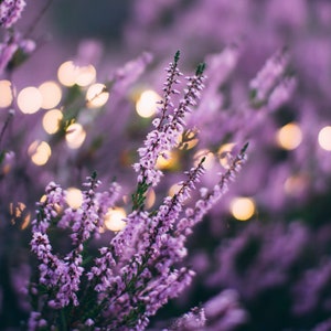 May include: A close-up of a cluster of purple heather flowers with a blurred background of purple flowers and out-of-focus golden lights.