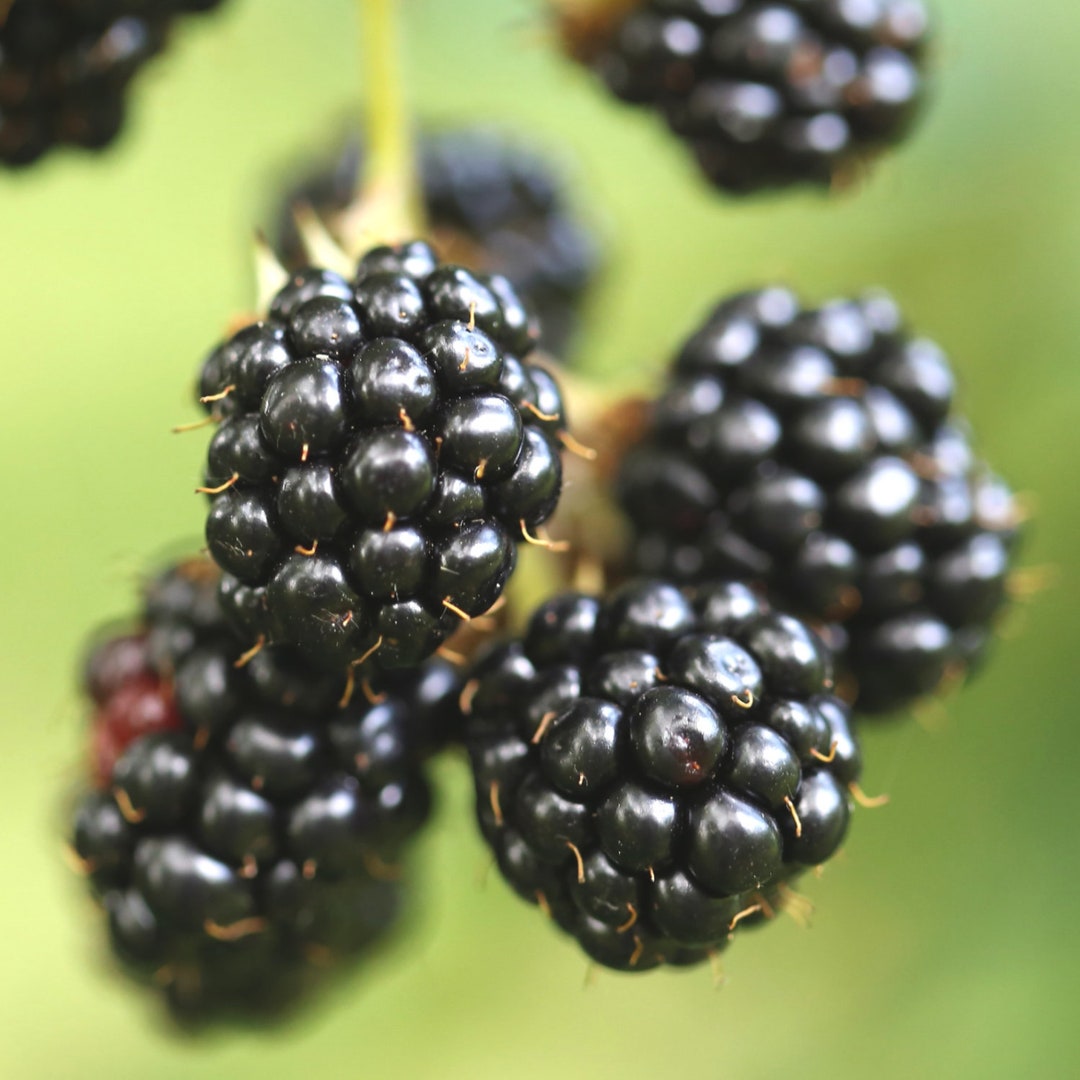 Blackberry Organic Seeds Heirloom Open Pollinated Non GMO Etsy