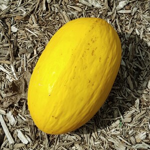 Puede incluir: Un melón amarillo brillante con una piel lisa y ligeramente texturizada. El melón está sentado en un lecho de astillas de madera marrón.